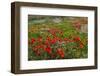 Red Poppies Fields-GoneWithTheWind-Framed Photographic Print