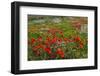 Red Poppies Fields-GoneWithTheWind-Framed Photographic Print