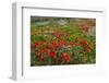 Red Poppies Fields-GoneWithTheWind-Framed Photographic Print