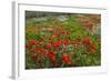 Red Poppies Fields-GoneWithTheWind-Framed Photographic Print