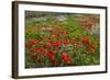 Red Poppies Fields-GoneWithTheWind-Framed Photographic Print