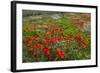 Red Poppies Fields-GoneWithTheWind-Framed Photographic Print