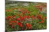 Red Poppies Fields-GoneWithTheWind-Mounted Photographic Print