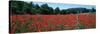 Red Poppies Flowers in a Field, Provence-Alpes-Cote D'Azur, France-null-Stretched Canvas