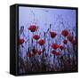 Red Poppies Growing in a Grassy Field-Paul Schutzer-Framed Stretched Canvas