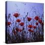 Red Poppies Growing in a Grassy Field-Paul Schutzer-Stretched Canvas