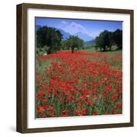 Red poppies growing in the Umbrian countryside, Umbria, Italy, Europe-Stuart Black-Framed Photographic Print