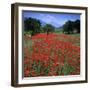 Red poppies growing in the Umbrian countryside, Umbria, Italy, Europe-Stuart Black-Framed Photographic Print