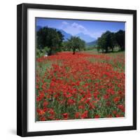 Red poppies growing in the Umbrian countryside, Umbria, Italy, Europe-Stuart Black-Framed Photographic Print