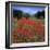 Red poppies growing in the Umbrian countryside, Umbria, Italy, Europe-Stuart Black-Framed Photographic Print