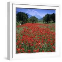 Red poppies growing in the Umbrian countryside, Umbria, Italy, Europe-Stuart Black-Framed Photographic Print