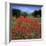Red poppies growing in the Umbrian countryside, Umbria, Italy, Europe-Stuart Black-Framed Photographic Print
