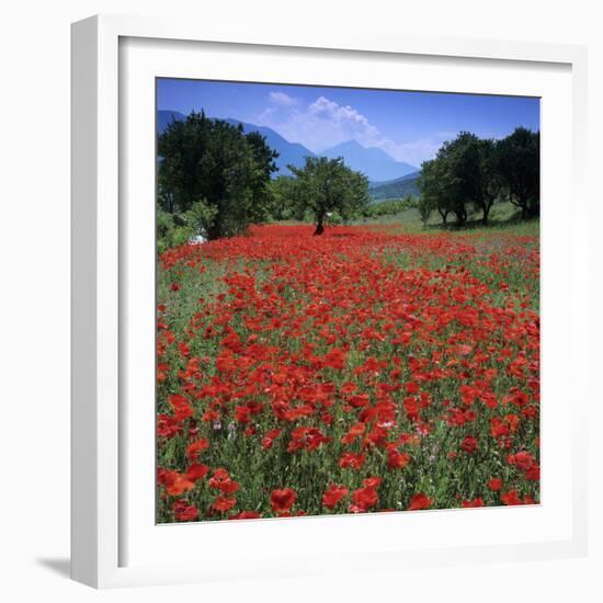 Red poppies growing in the Umbrian countryside, Umbria, Italy, Europe-Stuart Black-Framed Photographic Print