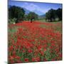 Red poppies growing in the Umbrian countryside, Umbria, Italy, Europe-Stuart Black-Mounted Photographic Print