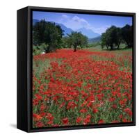 Red poppies growing in the Umbrian countryside, Umbria, Italy, Europe-Stuart Black-Framed Stretched Canvas