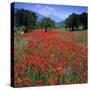 Red poppies growing in the Umbrian countryside, Umbria, Italy, Europe-Stuart Black-Stretched Canvas