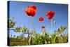 Red Poppies in A Texas Vineyard-Dean Fikar-Stretched Canvas