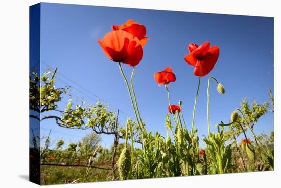 Red Poppies in A Texas Vineyard-Dean Fikar-Stretched Canvas