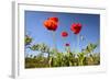 Red Poppies in A Texas Vineyard-Dean Fikar-Framed Photographic Print