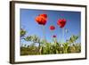 Red Poppies in A Texas Vineyard-Dean Fikar-Framed Photographic Print