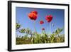 Red Poppies in A Texas Vineyard-Dean Fikar-Framed Photographic Print