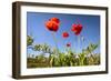 Red Poppies in A Texas Vineyard-Dean Fikar-Framed Photographic Print