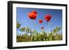 Red Poppies in A Texas Vineyard-Dean Fikar-Framed Photographic Print