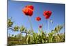 Red Poppies in A Texas Vineyard-Dean Fikar-Mounted Photographic Print