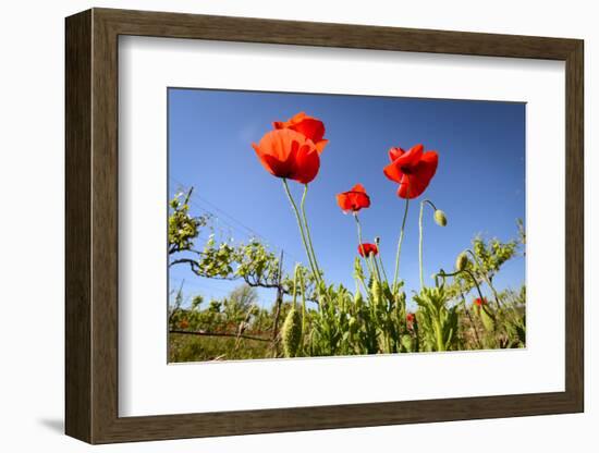 Red Poppies in A Texas Vineyard-Dean Fikar-Framed Photographic Print