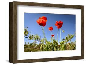 Red Poppies in A Texas Vineyard-Dean Fikar-Framed Photographic Print