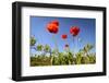 Red Poppies in A Texas Vineyard-Dean Fikar-Framed Photographic Print