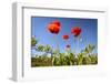 Red Poppies in A Texas Vineyard-Dean Fikar-Framed Photographic Print