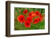 Red Poppies in French Landscape-Ivonnewierink-Framed Photographic Print