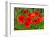 Red Poppies in French Landscape-Ivonnewierink-Framed Photographic Print