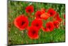 Red Poppies in French Landscape-Ivonnewierink-Mounted Photographic Print