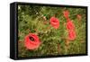 Red Poppies in Sunny Summer Meadow-Voy-Framed Stretched Canvas