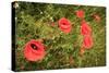 Red Poppies in Sunny Summer Meadow-Voy-Stretched Canvas