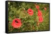 Red Poppies in Sunny Summer Meadow-Voy-Framed Stretched Canvas
