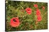 Red Poppies in Sunny Summer Meadow-Voy-Stretched Canvas