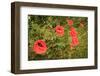 Red Poppies in Sunny Summer Meadow-Voy-Framed Photographic Print