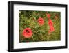 Red Poppies in Sunny Summer Meadow-Voy-Framed Photographic Print