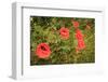 Red Poppies in Sunny Summer Meadow-Voy-Framed Photographic Print