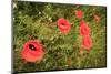 Red Poppies in Sunny Summer Meadow-Voy-Mounted Photographic Print