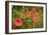 Red Poppies in Sunny Summer Meadow-Voy-Framed Photographic Print