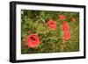 Red Poppies in Sunny Summer Meadow-Voy-Framed Photographic Print