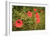 Red Poppies in Sunny Summer Meadow-Voy-Framed Photographic Print