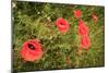 Red Poppies in Sunny Summer Meadow-Voy-Mounted Photographic Print