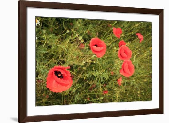 Red Poppies in Sunny Summer Meadow-Voy-Framed Photographic Print