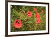 Red Poppies in Sunny Summer Meadow-Voy-Framed Photographic Print