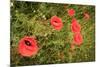 Red Poppies in Sunny Summer Meadow-Voy-Mounted Photographic Print